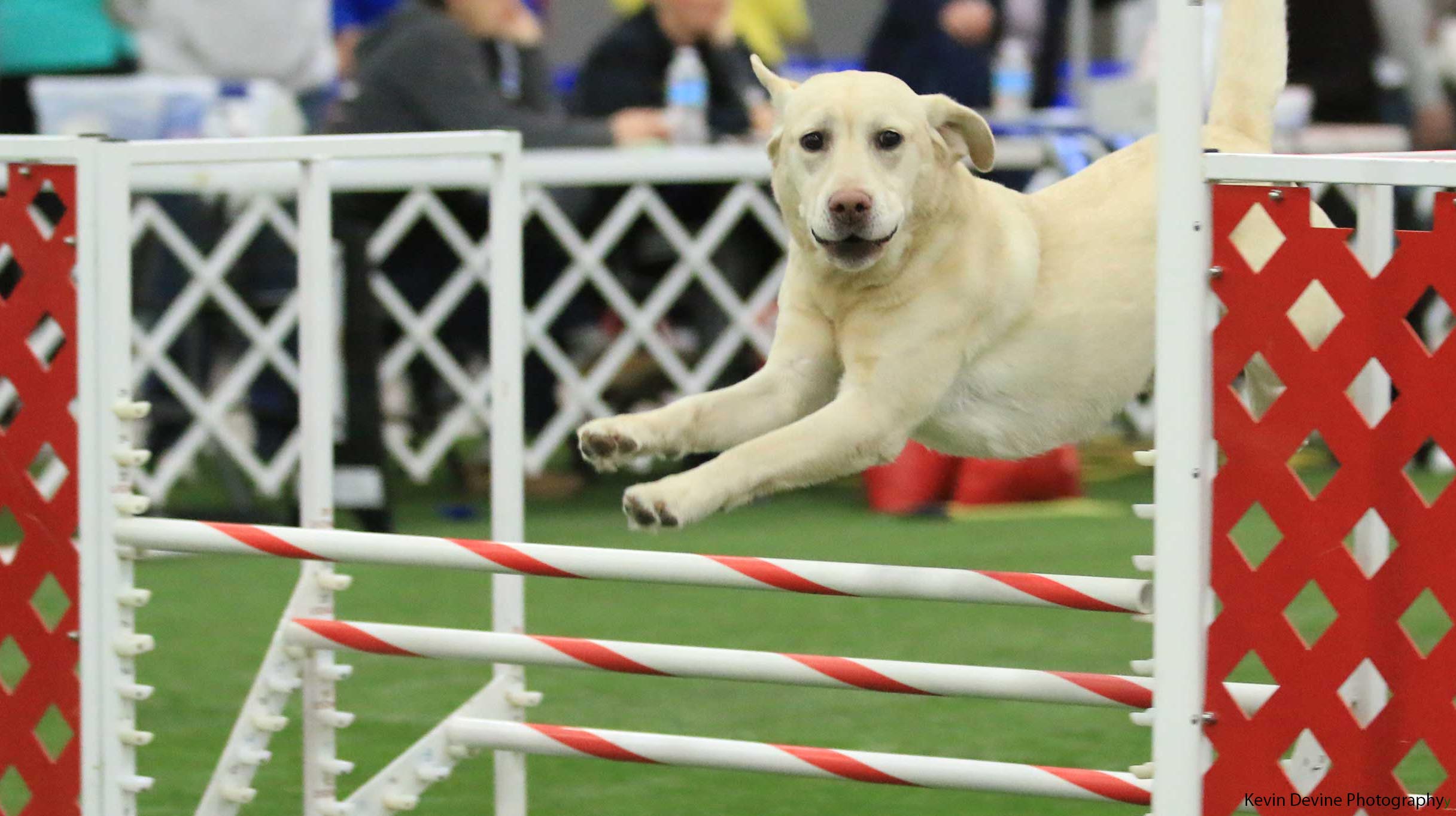 Obedience lab cheap